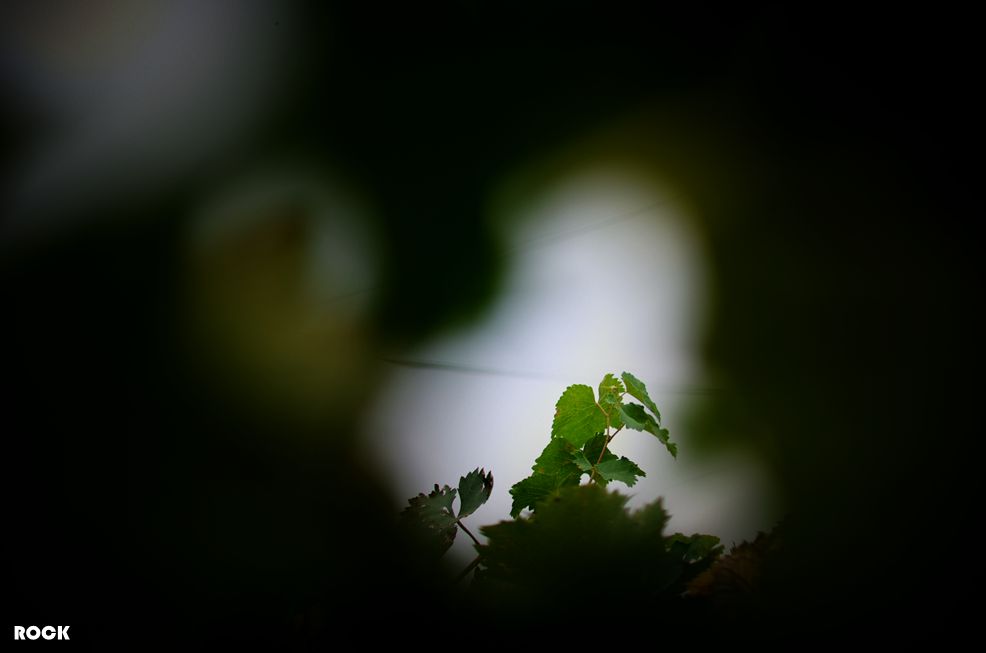 DSC_1509 (4)_副本.jpg