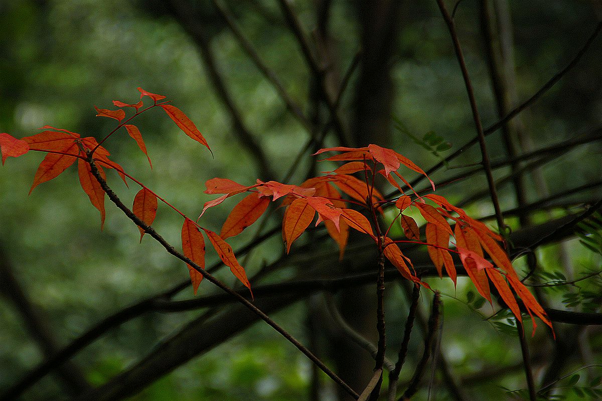 IMG_1816_副本.jpg