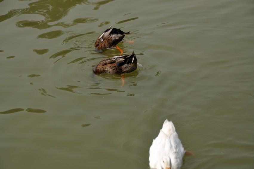 DSC_0076_conew1.jpg
