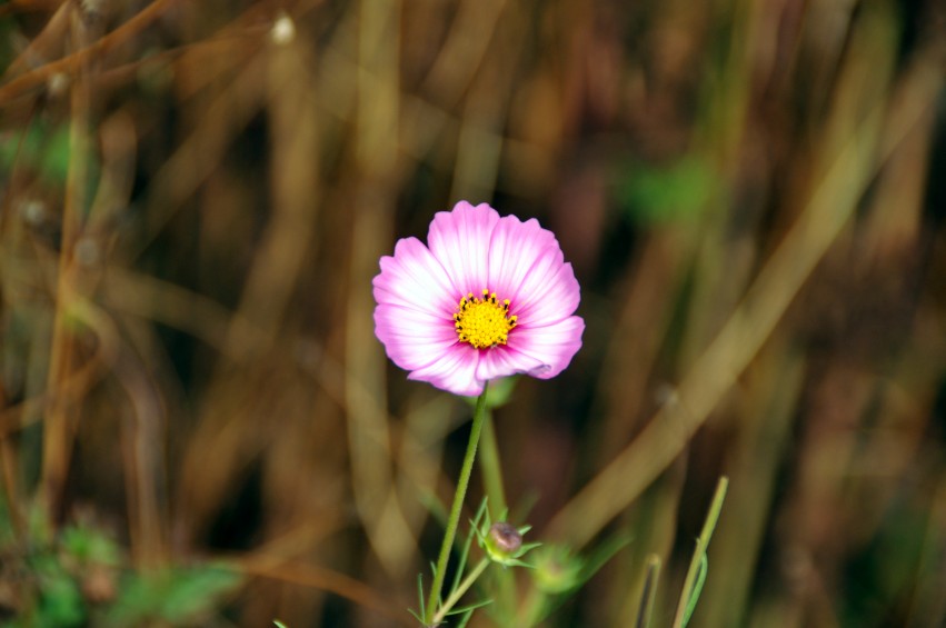 DSC_0020_conew1.jpg