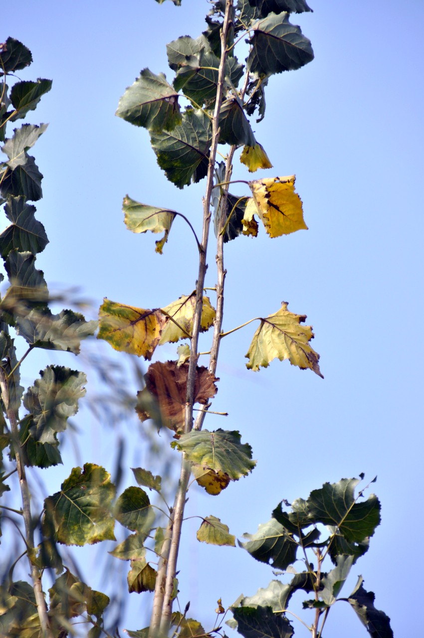 DSC_0018_conew1.jpg