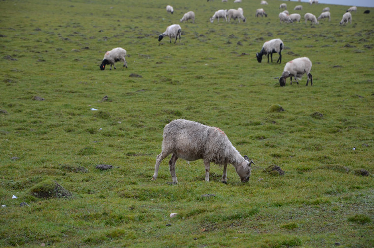 nEO_IMG_20130720-0727 青海行 807.jpg