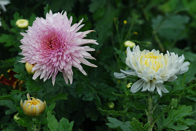 菊 花 (13).jpg