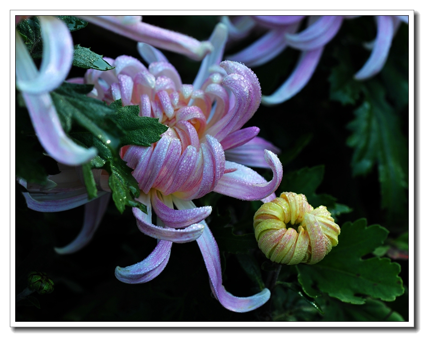 菊花06.jpg