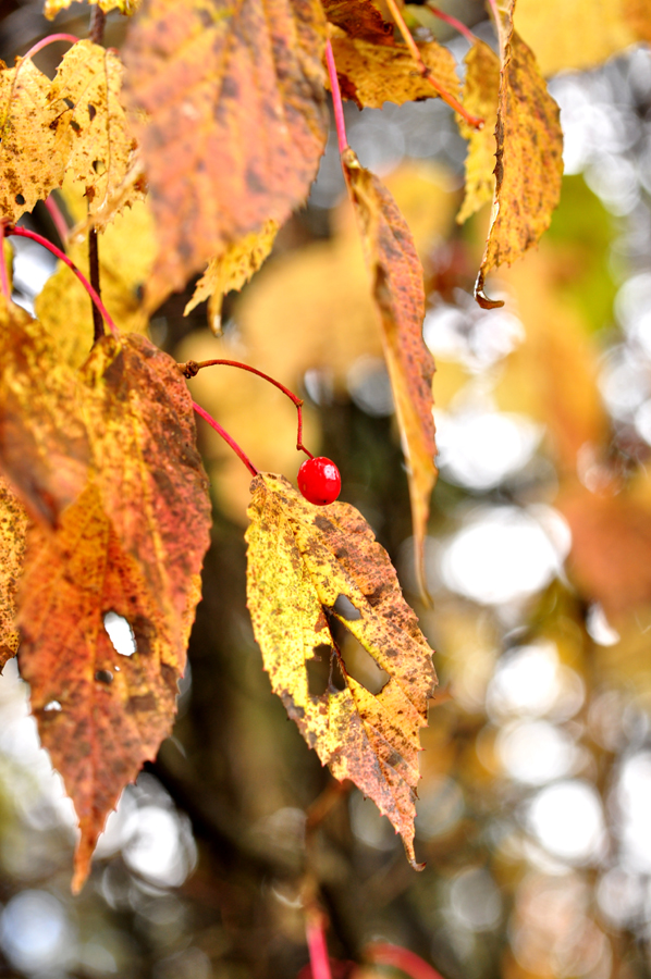 DSC_0277.jpg