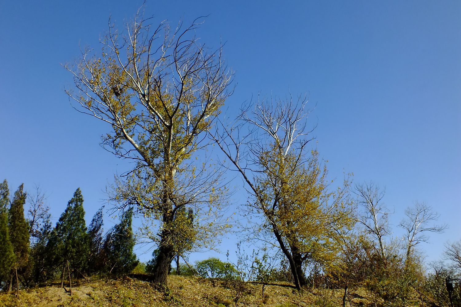 DSCF0776_副本 - 副本.jpg