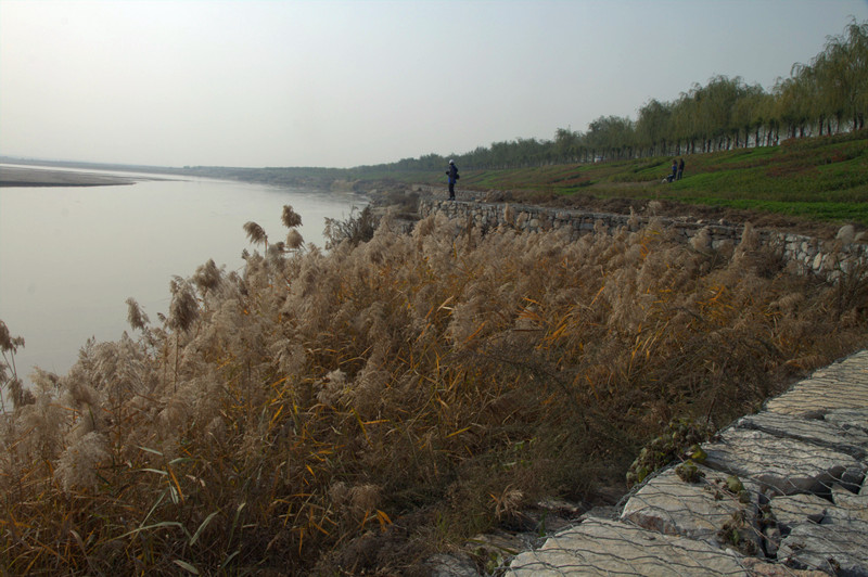 131117渭河边上的芦苇荡_副本.jpg