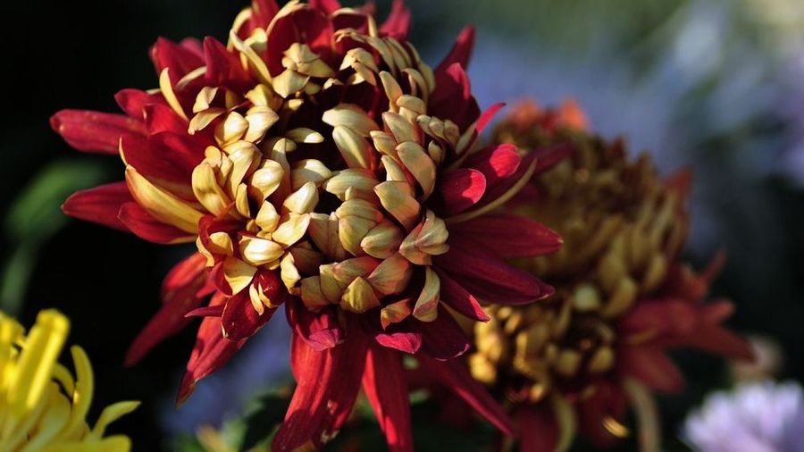 29008054_1385436176962_mthumb.jpg