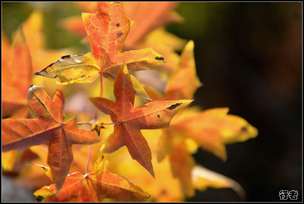 秋叶16.jpg