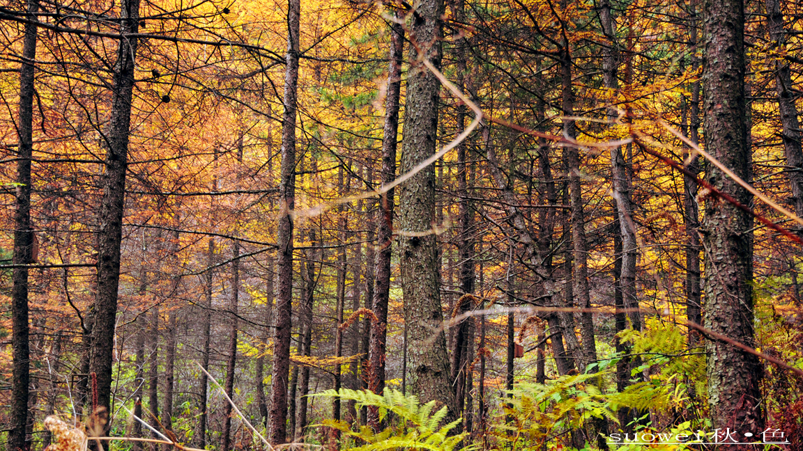 秋色 (4).jpg