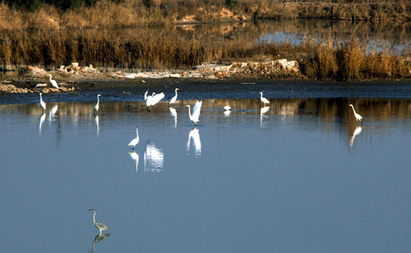 黄河湿地 (2).jpg