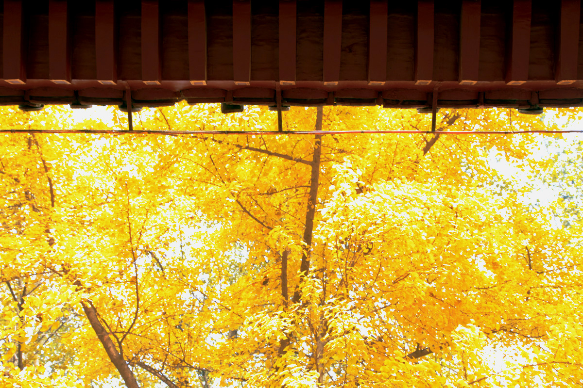 _MG_6364.jpg