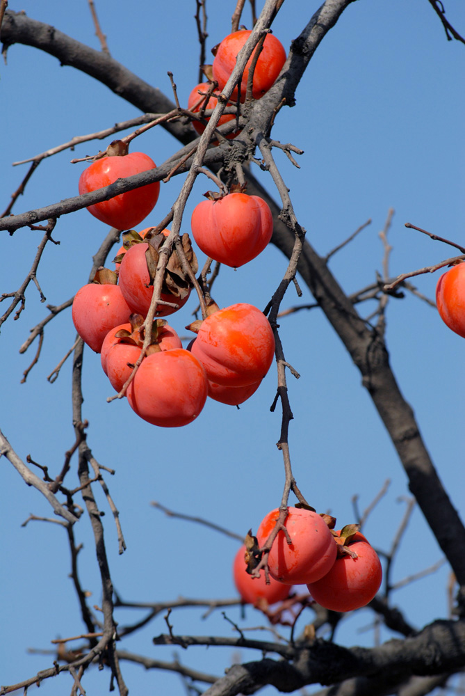 柿 子 (1).jpg