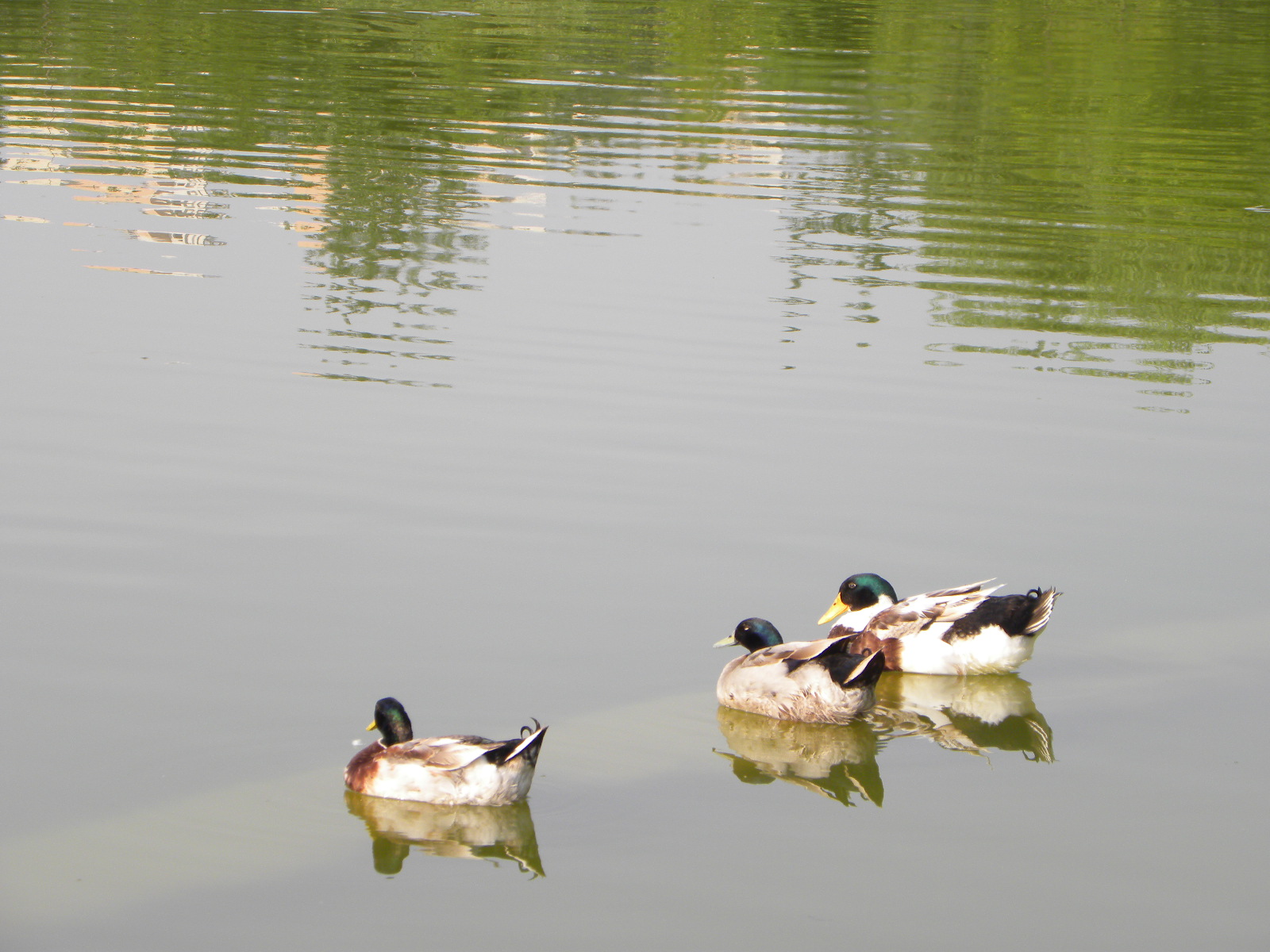 DSCN0855.JPG