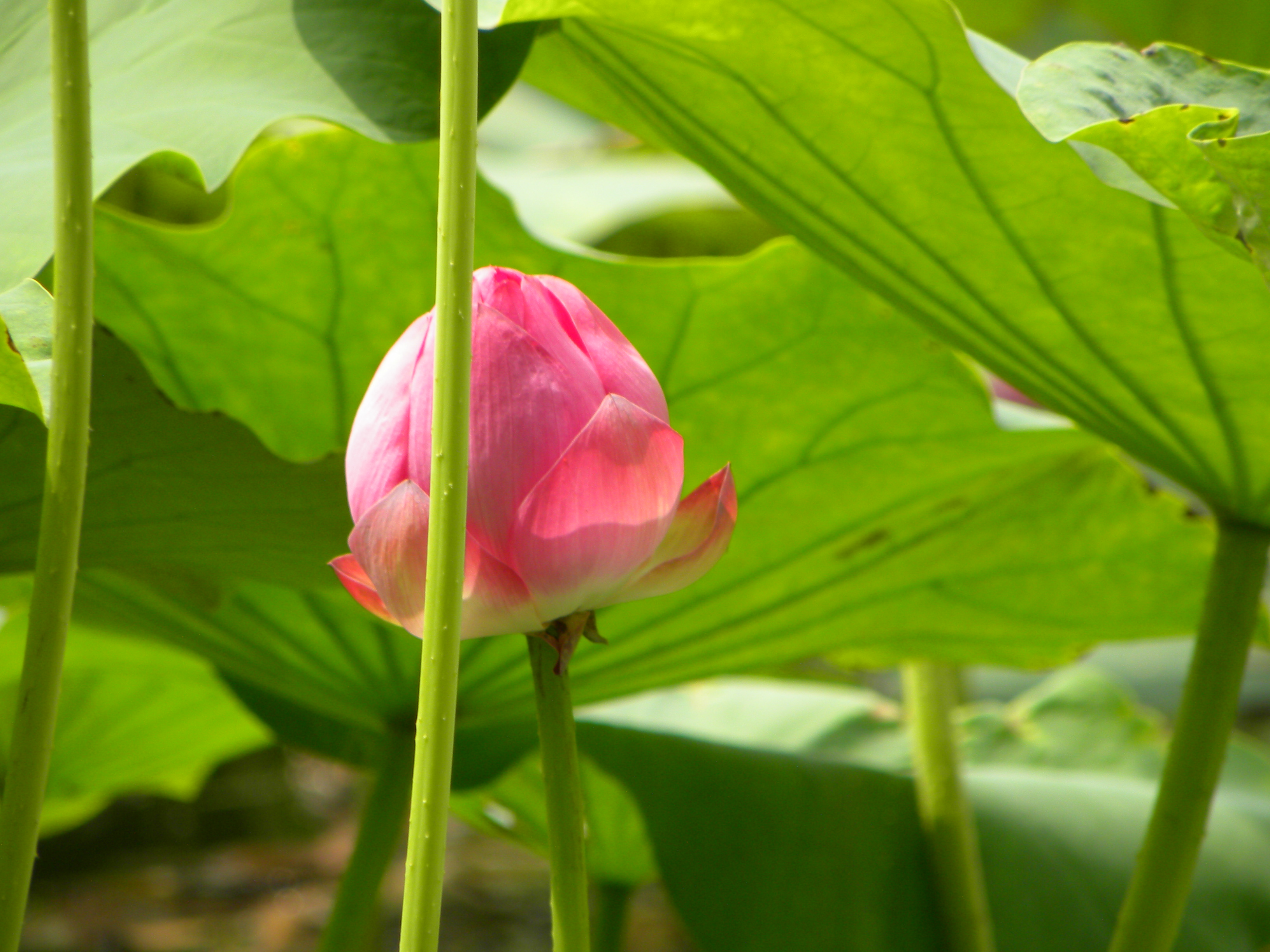 DSCN8992.JPG