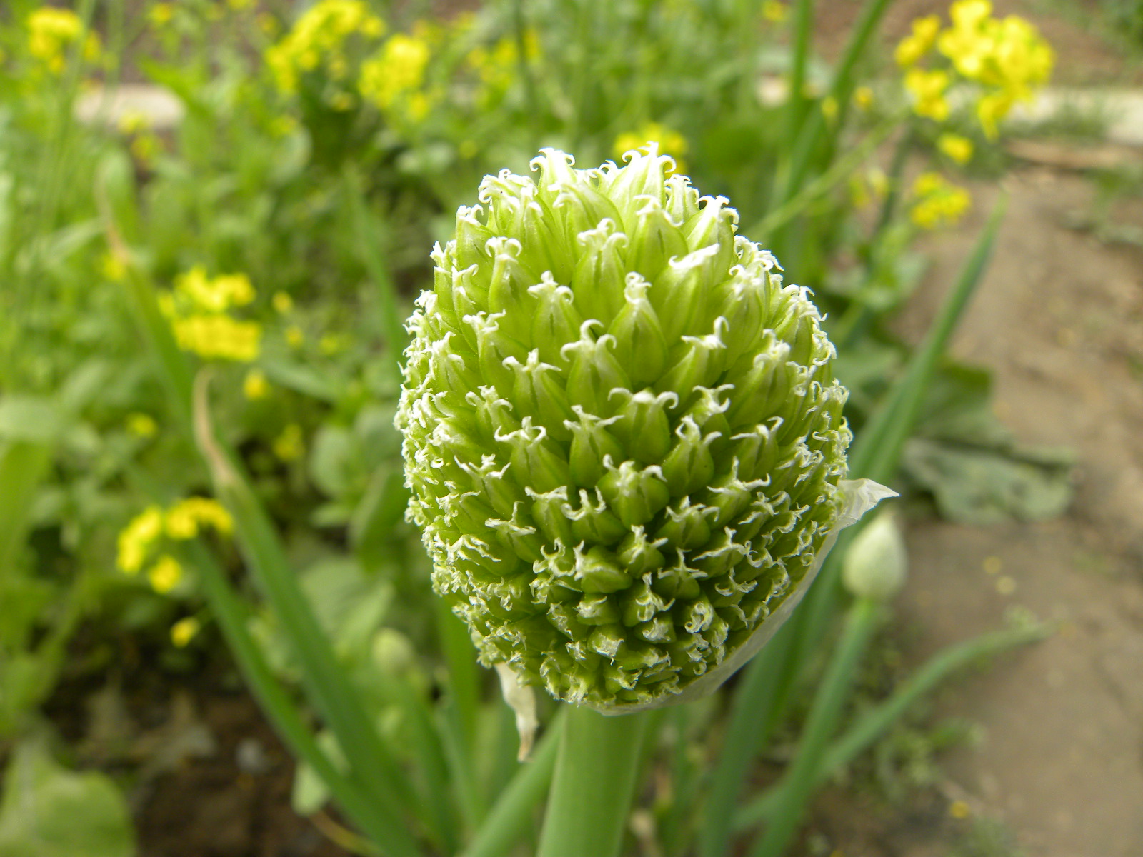 DSCN0660.JPG