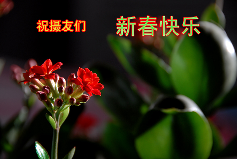 长寿花 (3).jpg