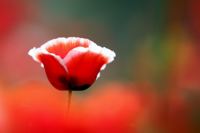 20080912_724ae7f8b8a0ae90a83dGOy2gHsaoxHX.jpg
