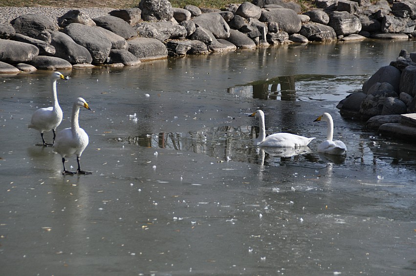 DSC_0073_conew1.jpg