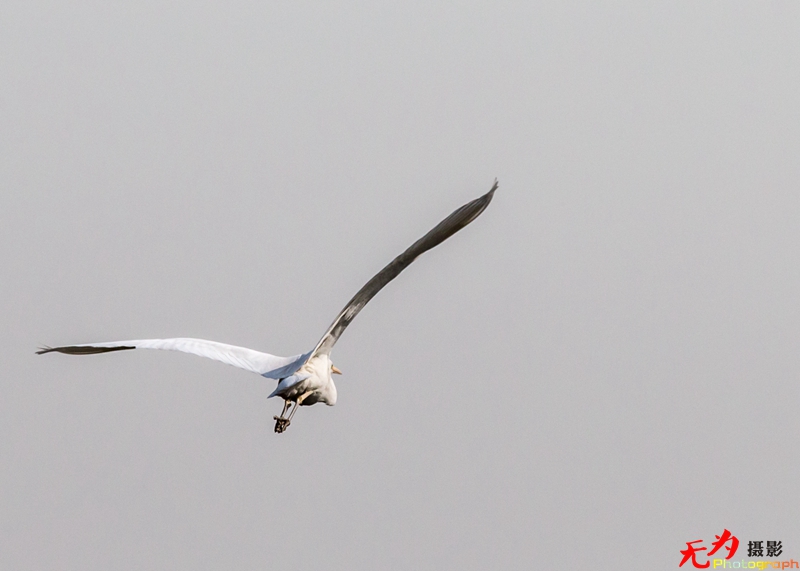 浐灞飞鸟 (03).jpg