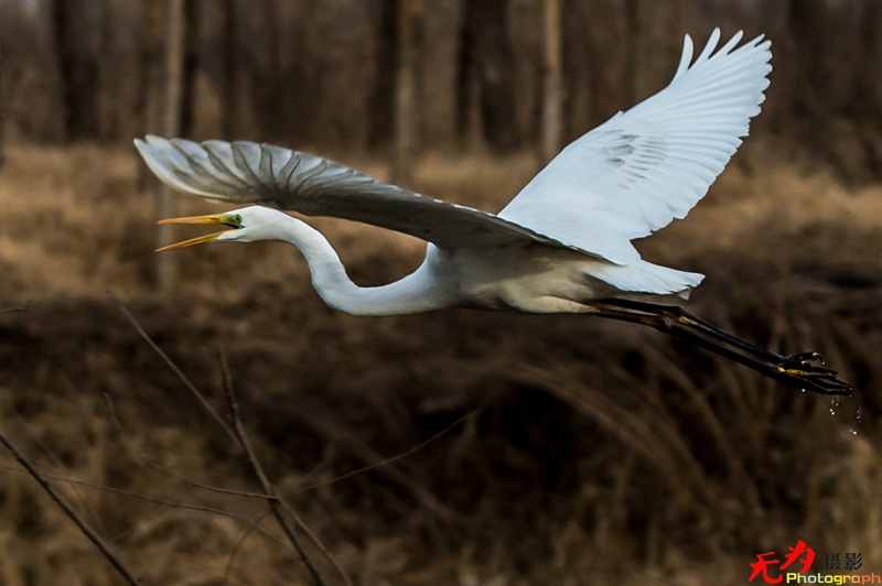 浐灞飞鸟 (02).jpg