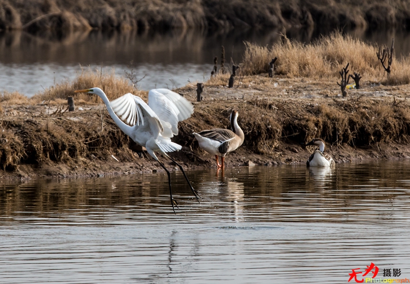 浐灞飞鸟 (09).jpg