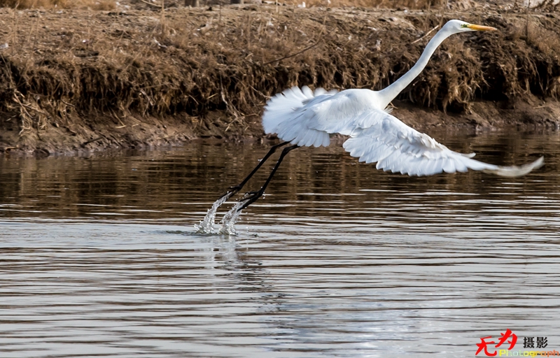 浐灞飞鸟 (08).jpg