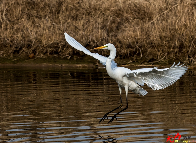 浐灞飞鸟 (07).jpg