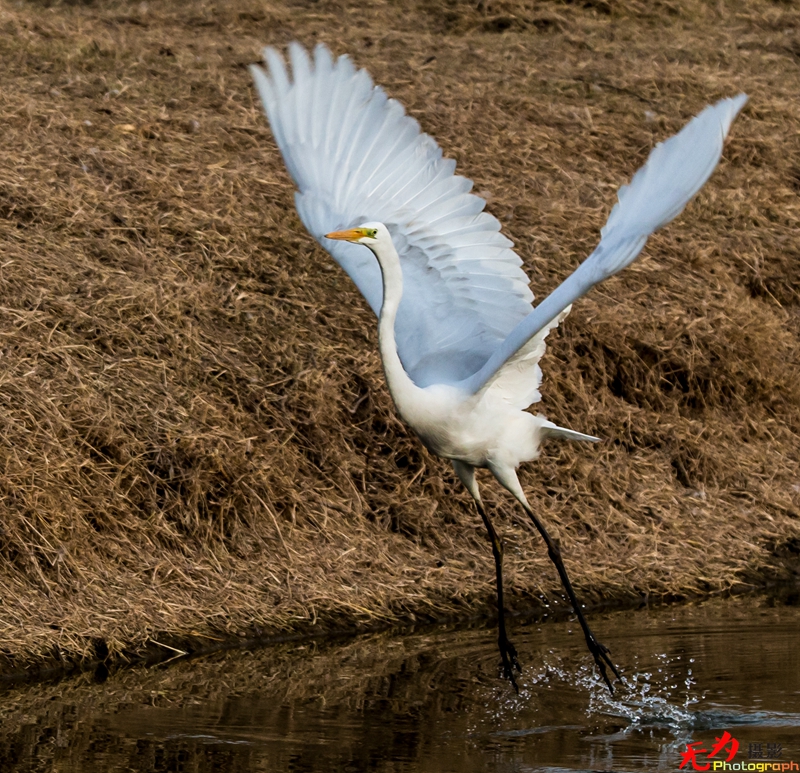 浐灞飞鸟 (16).jpg