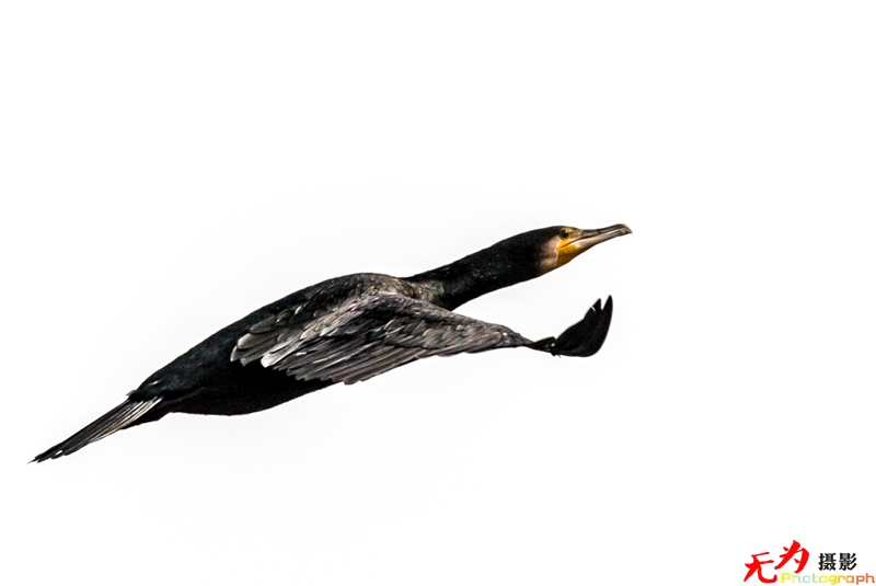 浐灞飞鸟 (23).jpg