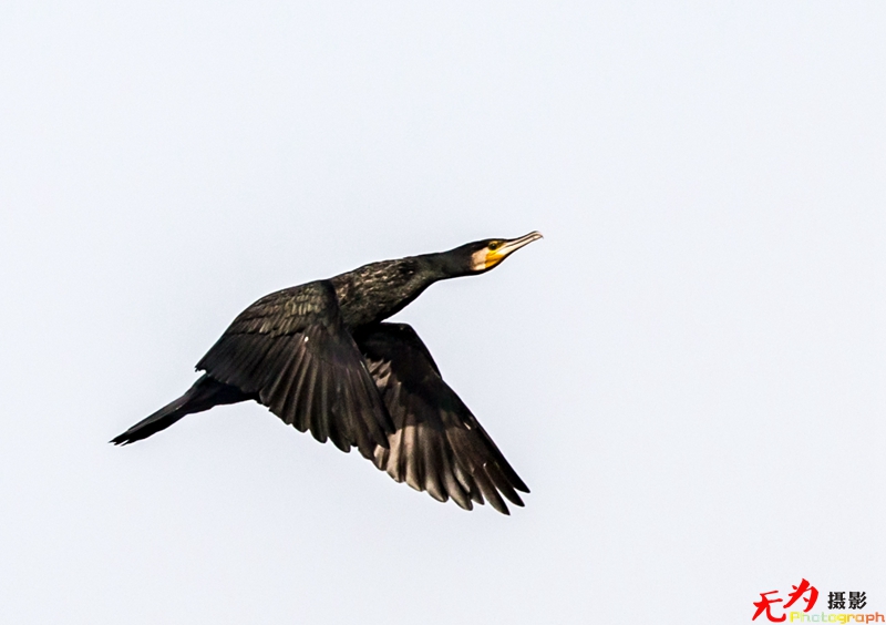 浐灞飞鸟 (26).jpg