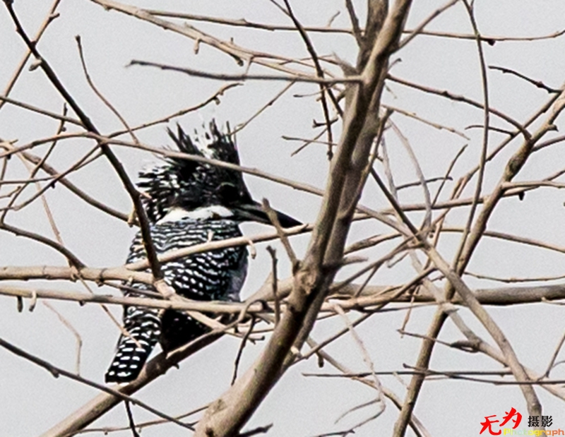 浐灞飞鸟 (30).jpg