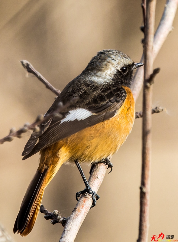浐灞飞鸟 (33).jpg