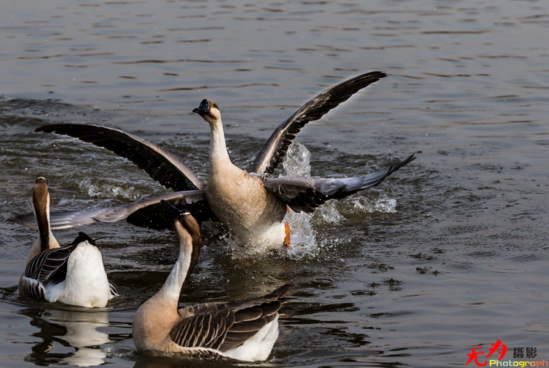 浐灞飞鸟 (43).jpg