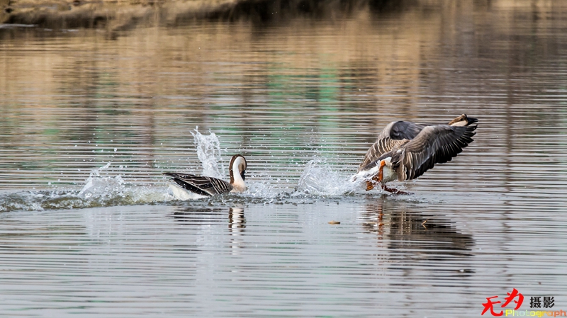 浐灞飞鸟 (58).jpg
