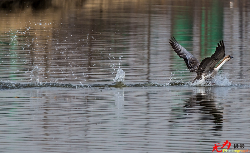 浐灞飞鸟 (59).jpg