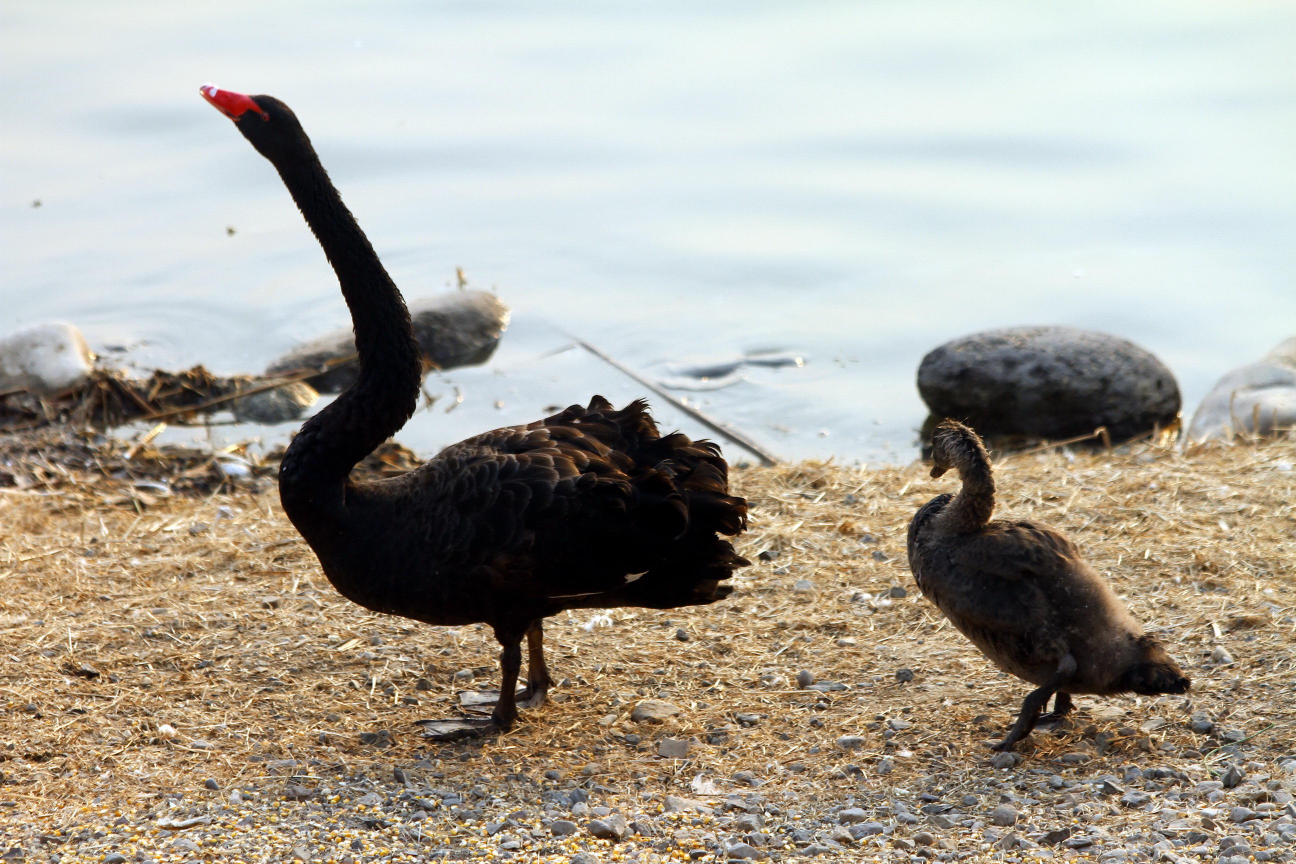 IMG_5880a_调整大小.jpg