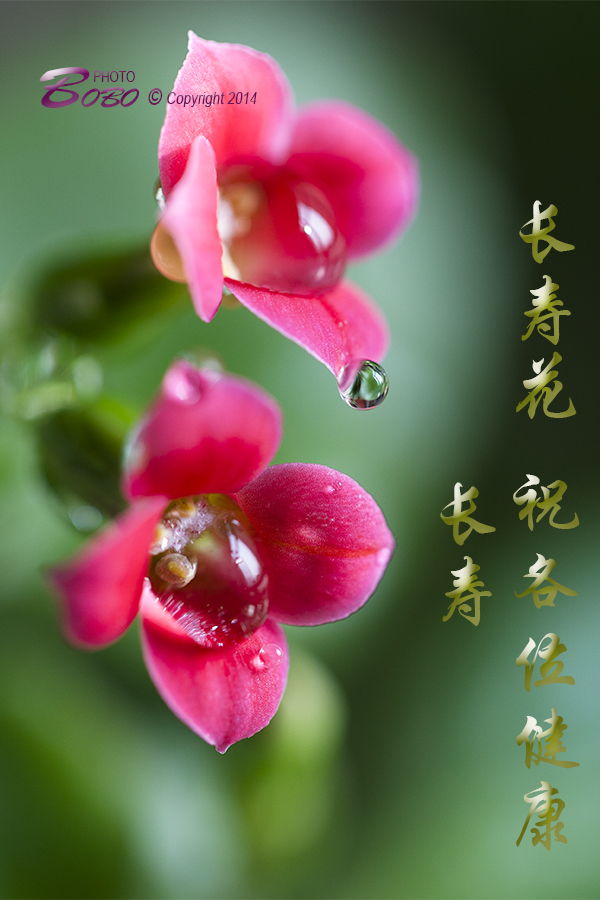 IMG_7472x.jpg