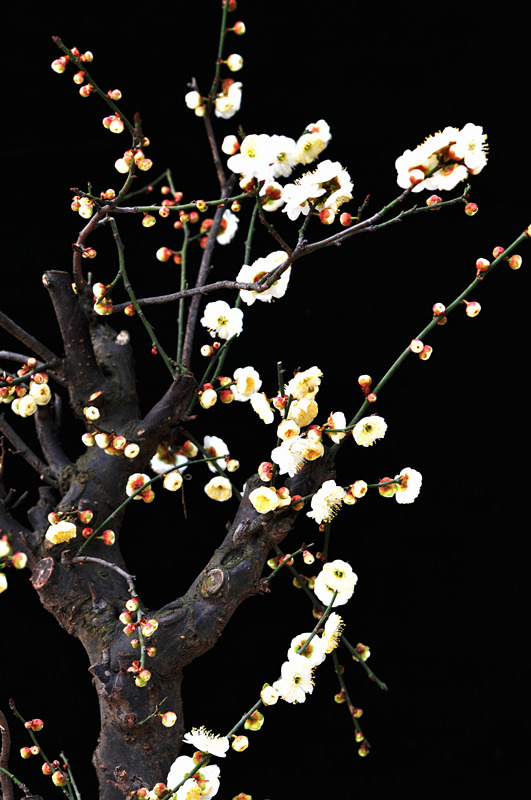 DSC_7052_副本_副本 - 副本.jpg