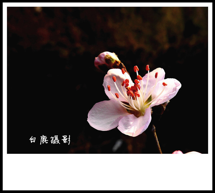 P1130404_副本.jpg