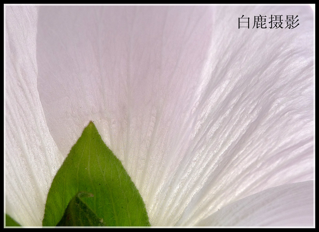 P1180132_副本_副本.jpg