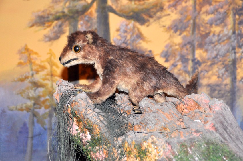 DSC_0033_conew1.jpg