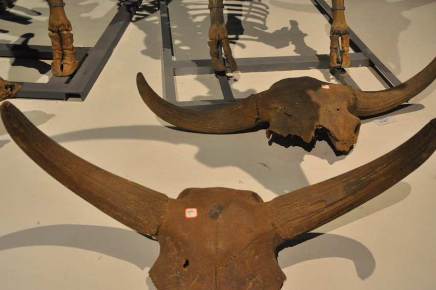 DSC_1101_conew1.jpg