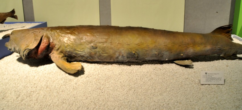 DSC_1113_conew1.jpg