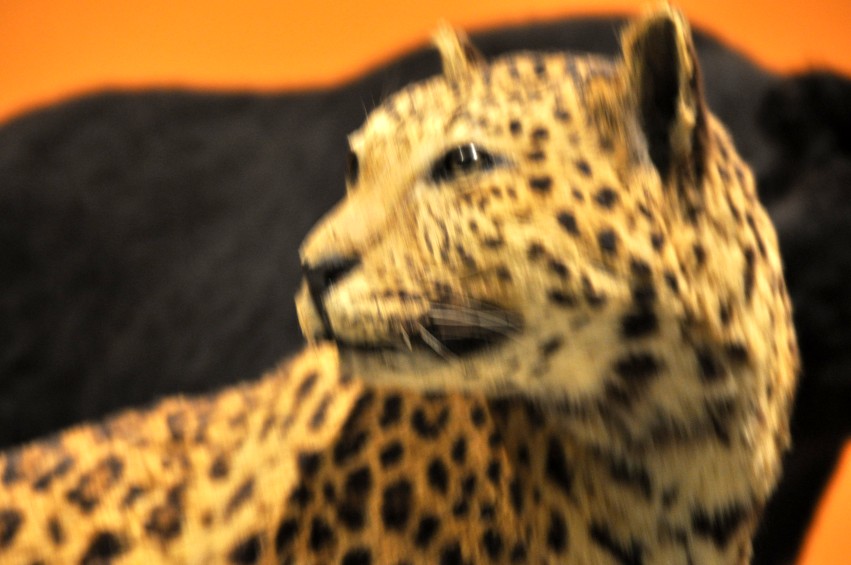 DSC_1119_conew1.jpg