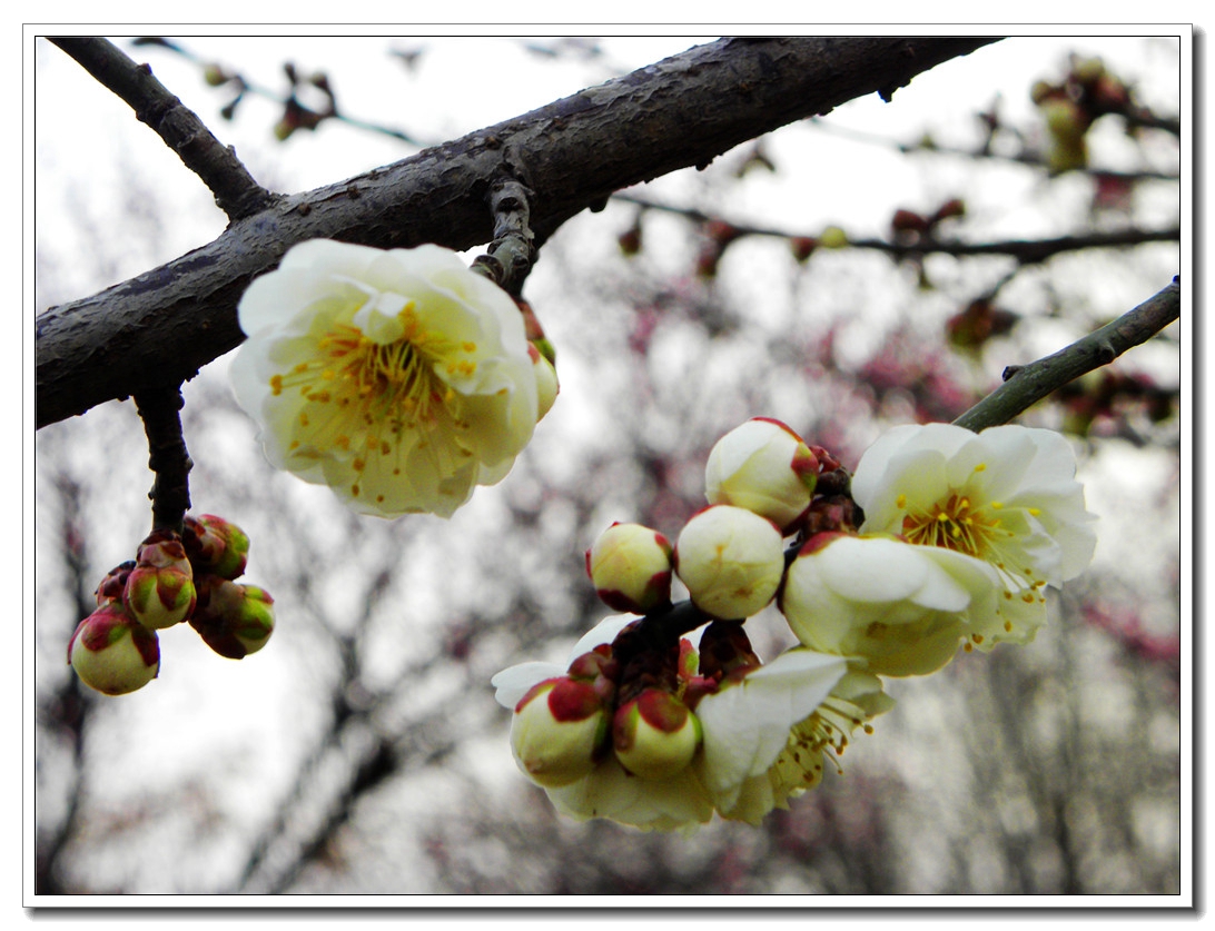 DSCN8631.JPG