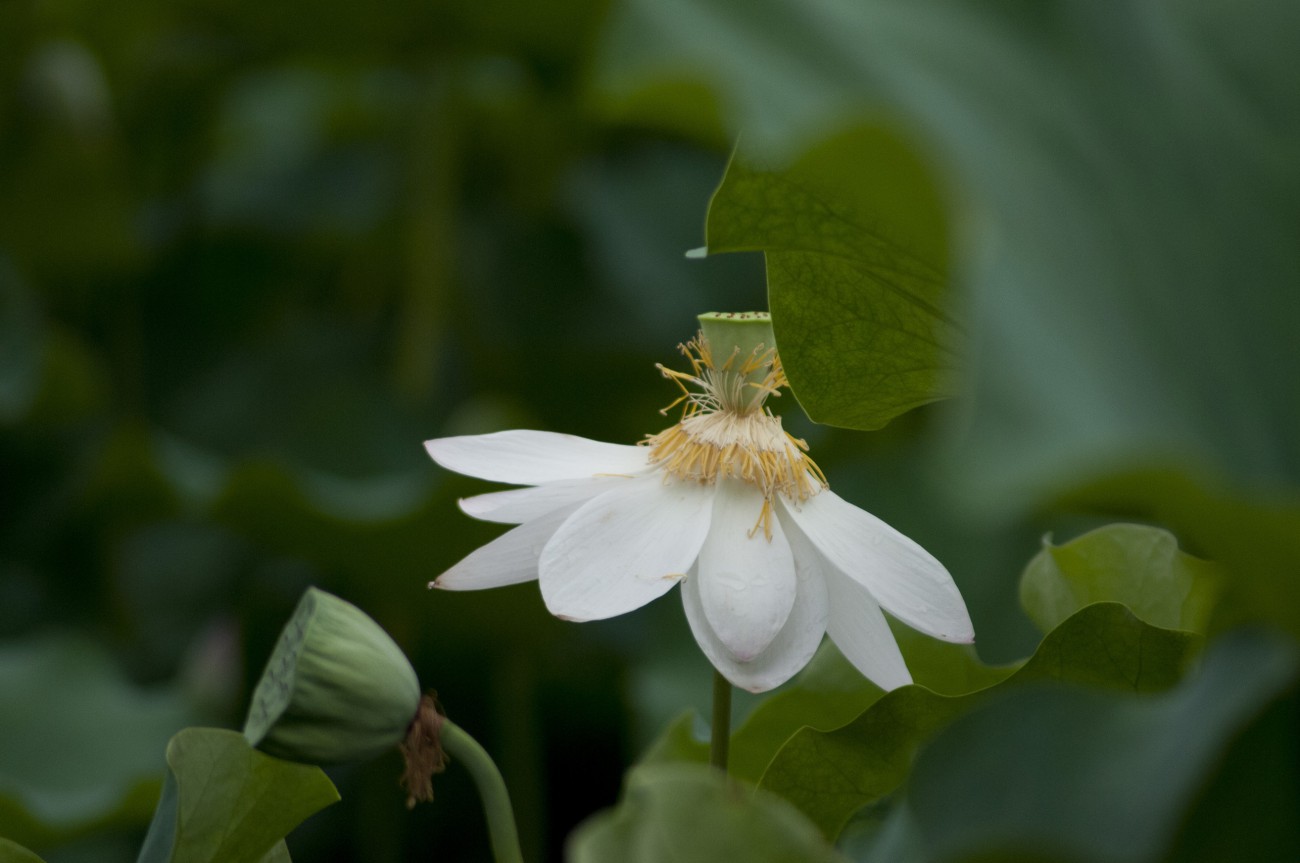 DSC_1017.jpg