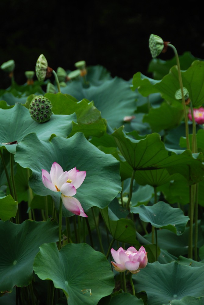 荷花睡莲 (9).jpg