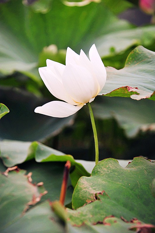 DSC_0118_副本.jpg