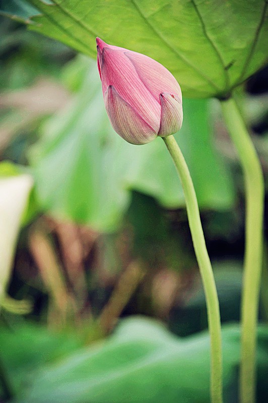 DSC_0157_副本.jpg